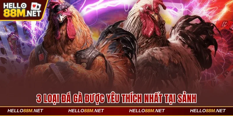 3 loại đá gà được yêu thích nhất tại sảnh